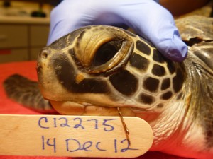 Courtesy of the Georgia Sea Turtle Center